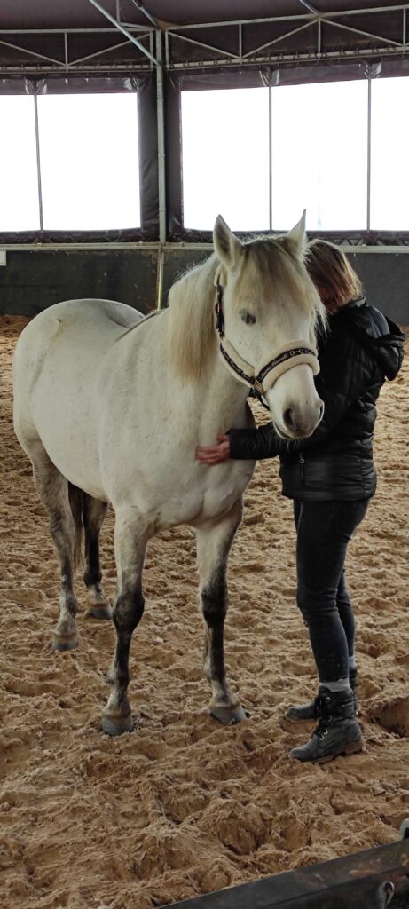 Atelier olfactotherapie avec les chevaux