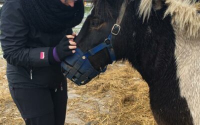 Notre atelier d’olfactothérapie avec les chevaux